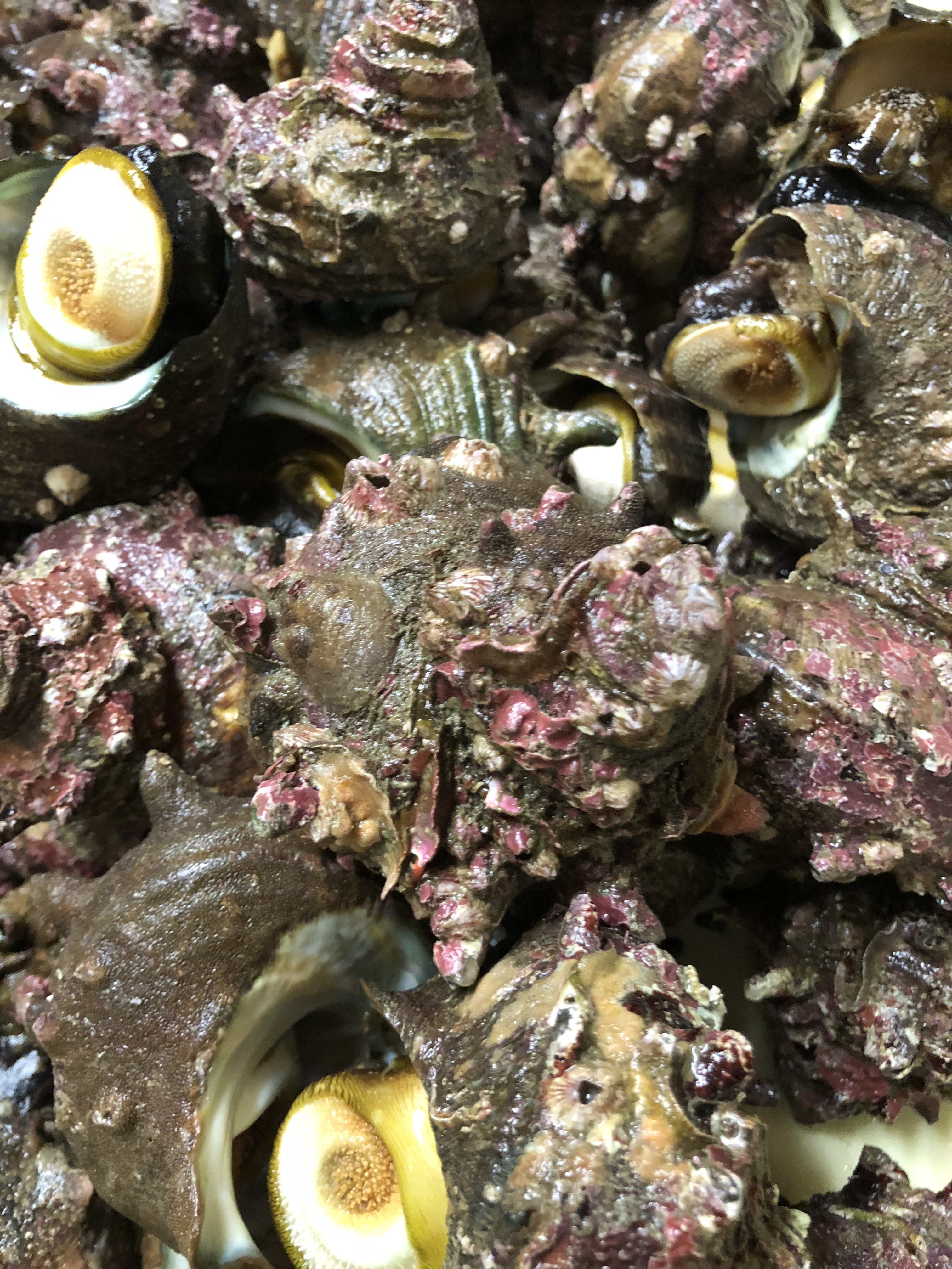 鳥羽安楽島産さざえ | 伊勢海老 海鮮蒸し料理 華月