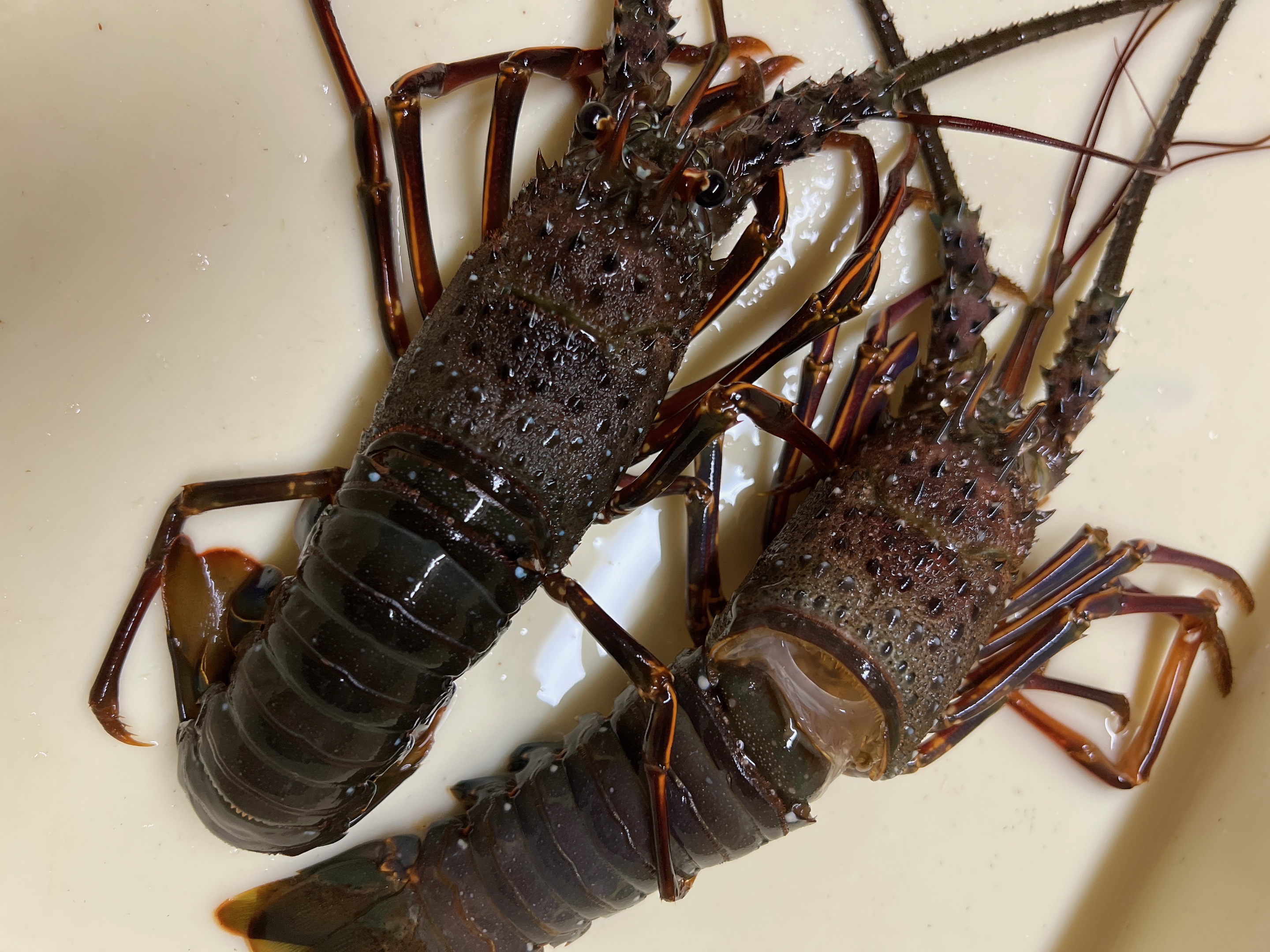 幻の脱皮伊勢海老 | 伊勢海老 海鮮蒸し料理 華月